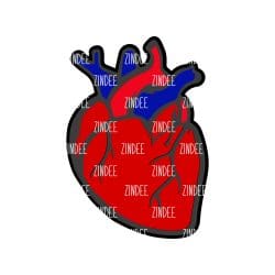 Anatomical Heart Acrylic Blank- Sticker- UV DTF (2.5 inch)
