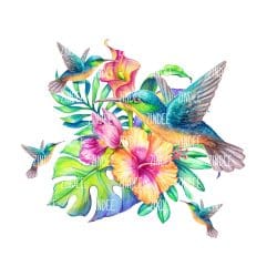 Hummingbird (download)