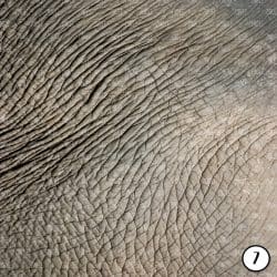 Animal Print Textured Look (vinyl) - Image 8