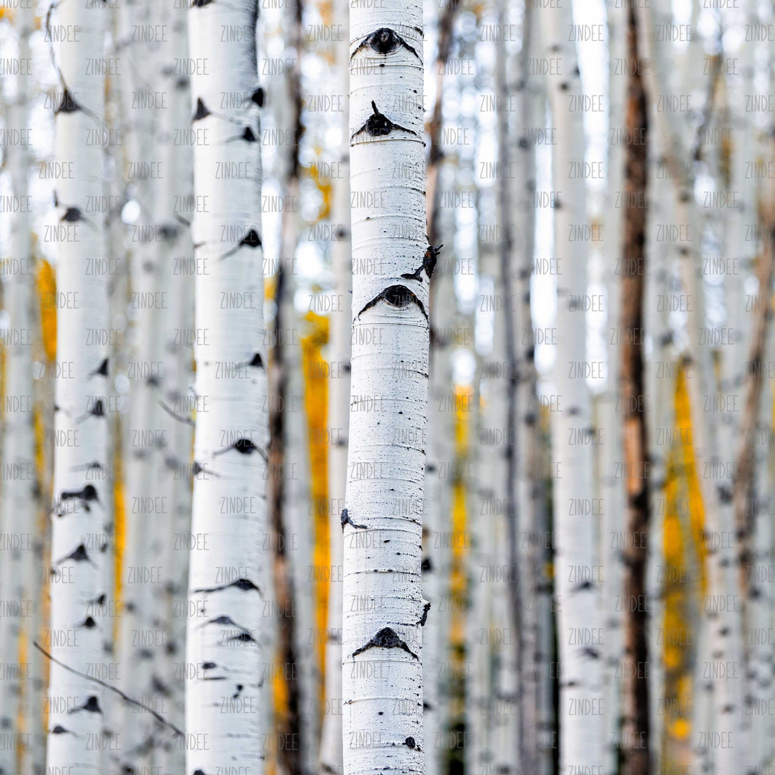 Birch Trees (vinyl)