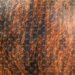 Brindle (vinyl)