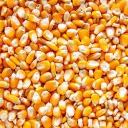 Corn Kernel (vinyl)