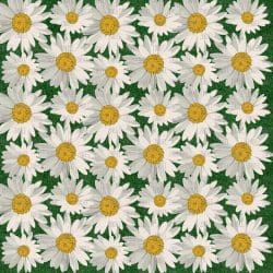 Daisies (digital paper)