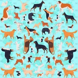 Dogs (vinyl)