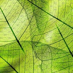 Green Leaves (vinyl)