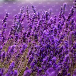 Lavender Farm (vinyl)