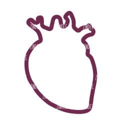 Anatomical Heart Shaker Piece (2 inch) - Image 2
