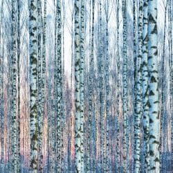 Sunset Birch Trees (vinyl)