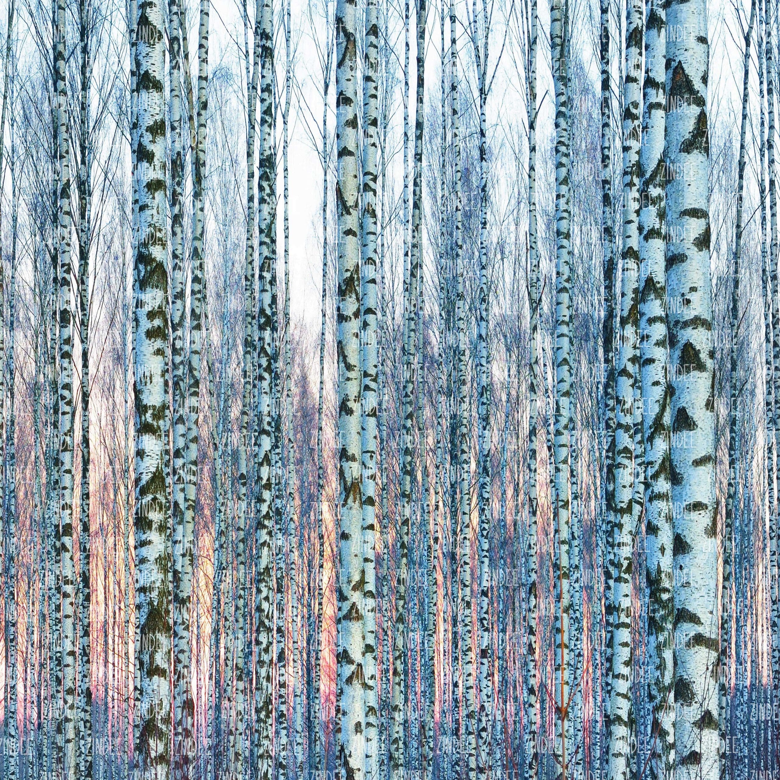 Sunset Birch Trees (vinyl)