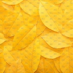 Yellow leaves (vinyl)
