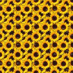 Full Bloom Sunflowers seamless (Sublimation Sheet)