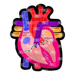 Labeled Anatomical Heart Acrylic Blank- Sticker- UV DTF (2 inch) NO HOLE