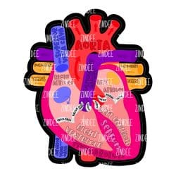 Labeled Anatomical Heart – Mini Acrylic Charm Blank (1.5") | Optional Sticker or UV DTF