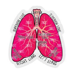 Labeled Anatomical Lungs Acrylic Blank- Sticker- UV DTF (1.5 inch)
