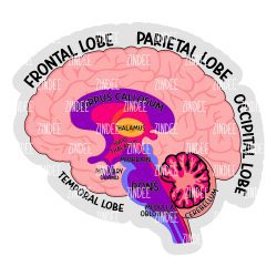Labeled Brain Acrylic Blank- Sticker- UV DTF (1.5 inch)