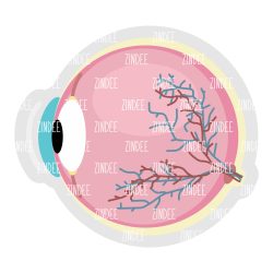 Anatomical Eye Acrylic Blank- Sticker- UV DTF (3 inch)