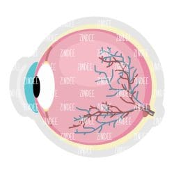 Anatomical Eye – Acrylic Keychain Blank (3") | Optional Sticker or UV DTF
